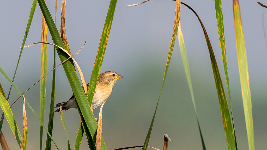 Baya Weaver